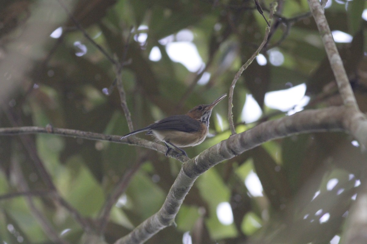 Long-billed Gnatwren - ML643329282
