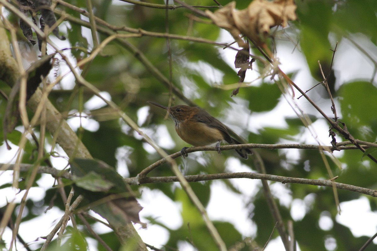 Long-billed Gnatwren - ML643329284
