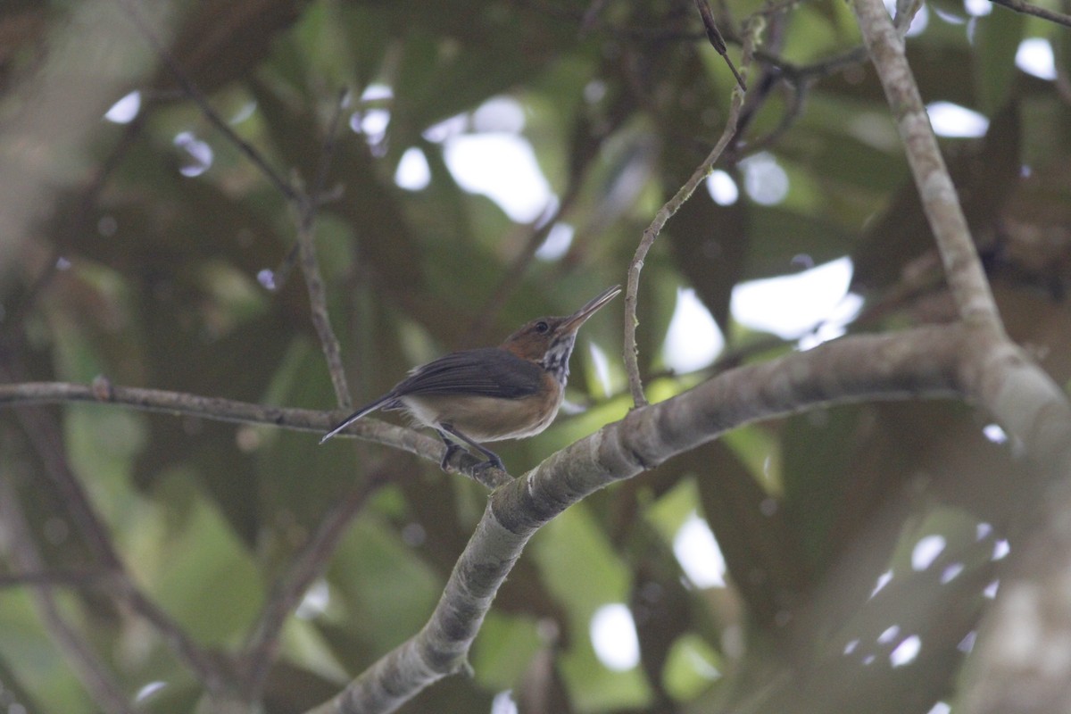 Long-billed Gnatwren - ML643329286