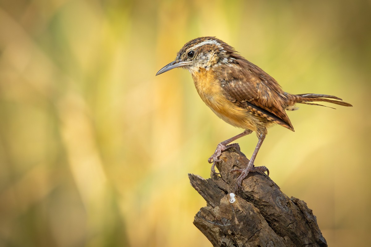Carolina Wren - ML643329293