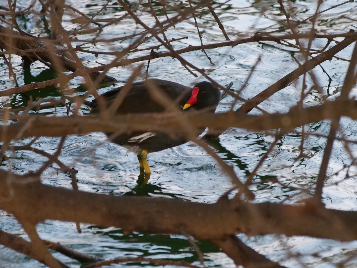 Eurasian Moorhen - ML643329302