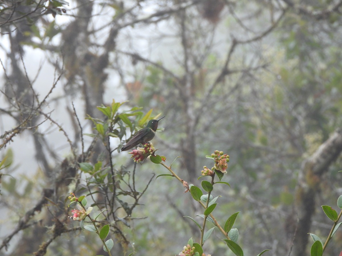 Amethyst-throated Sunangel - ML643329307