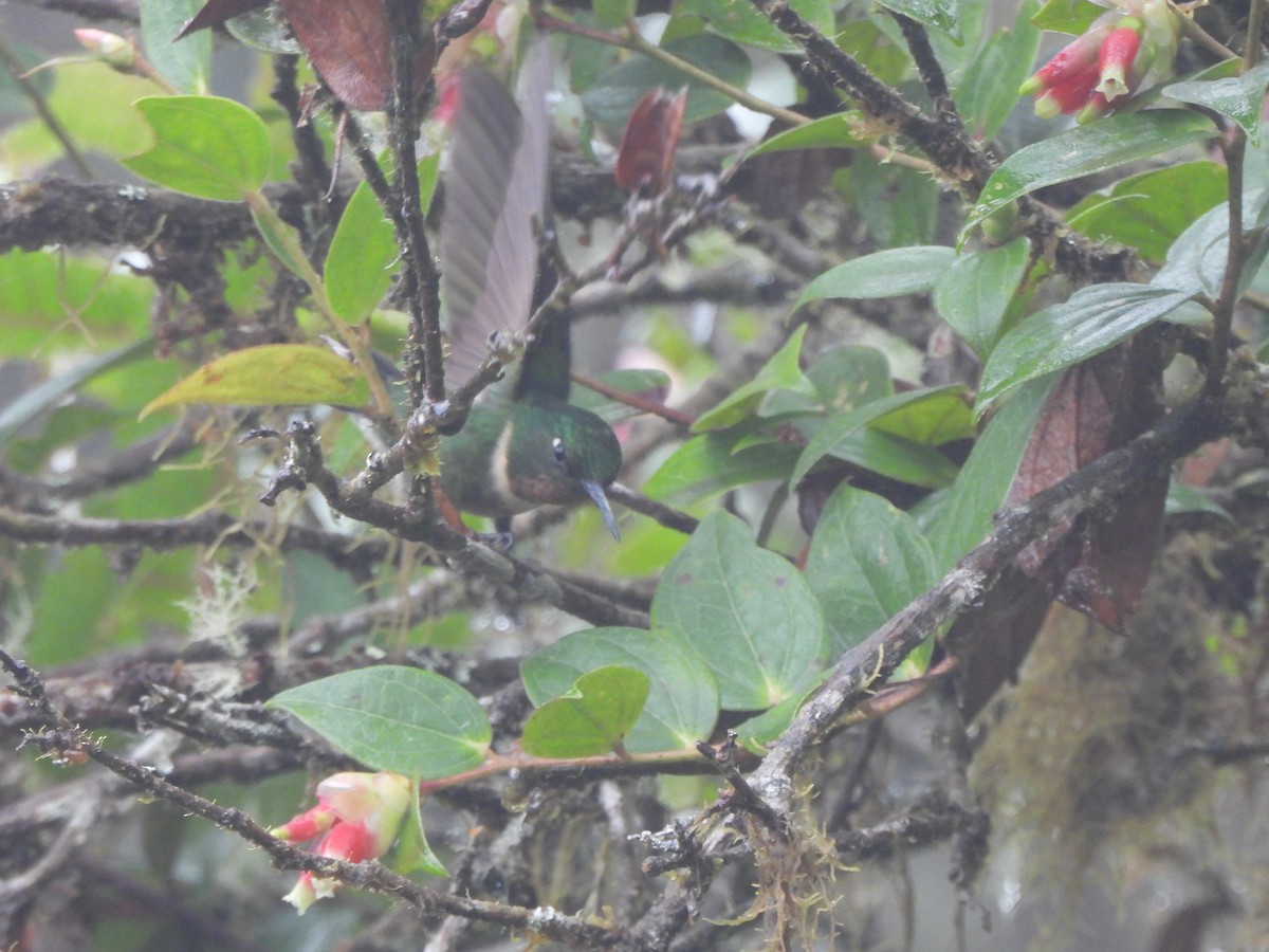 Amethyst-throated Sunangel - ML643329308