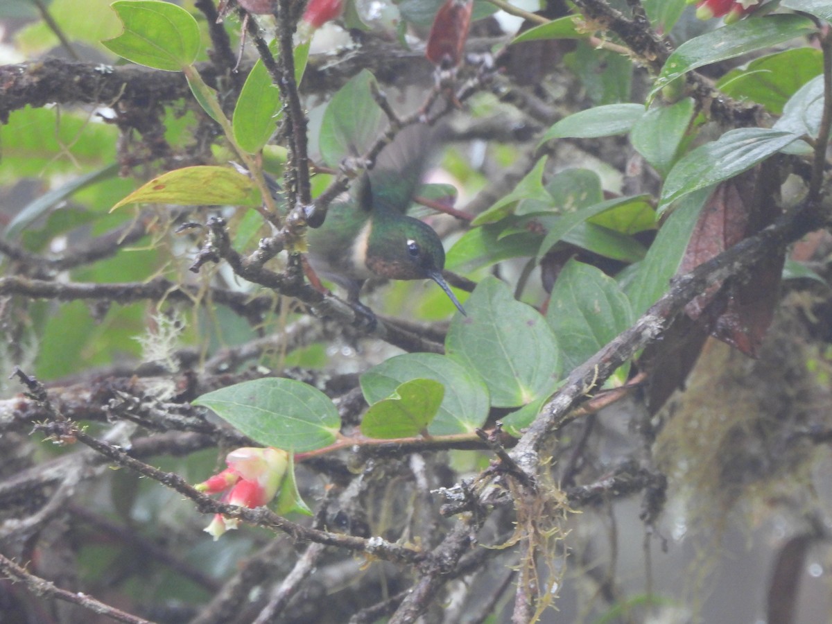 Amethyst-throated Sunangel - ML643329309