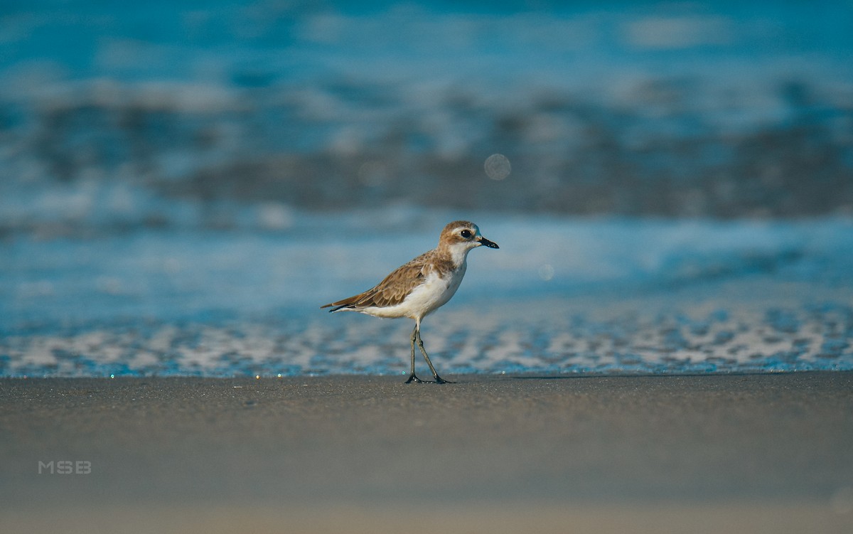 Tibetan Sand-Plover - ML643329311