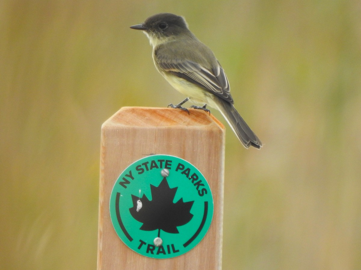 Eastern Phoebe - ML643329319