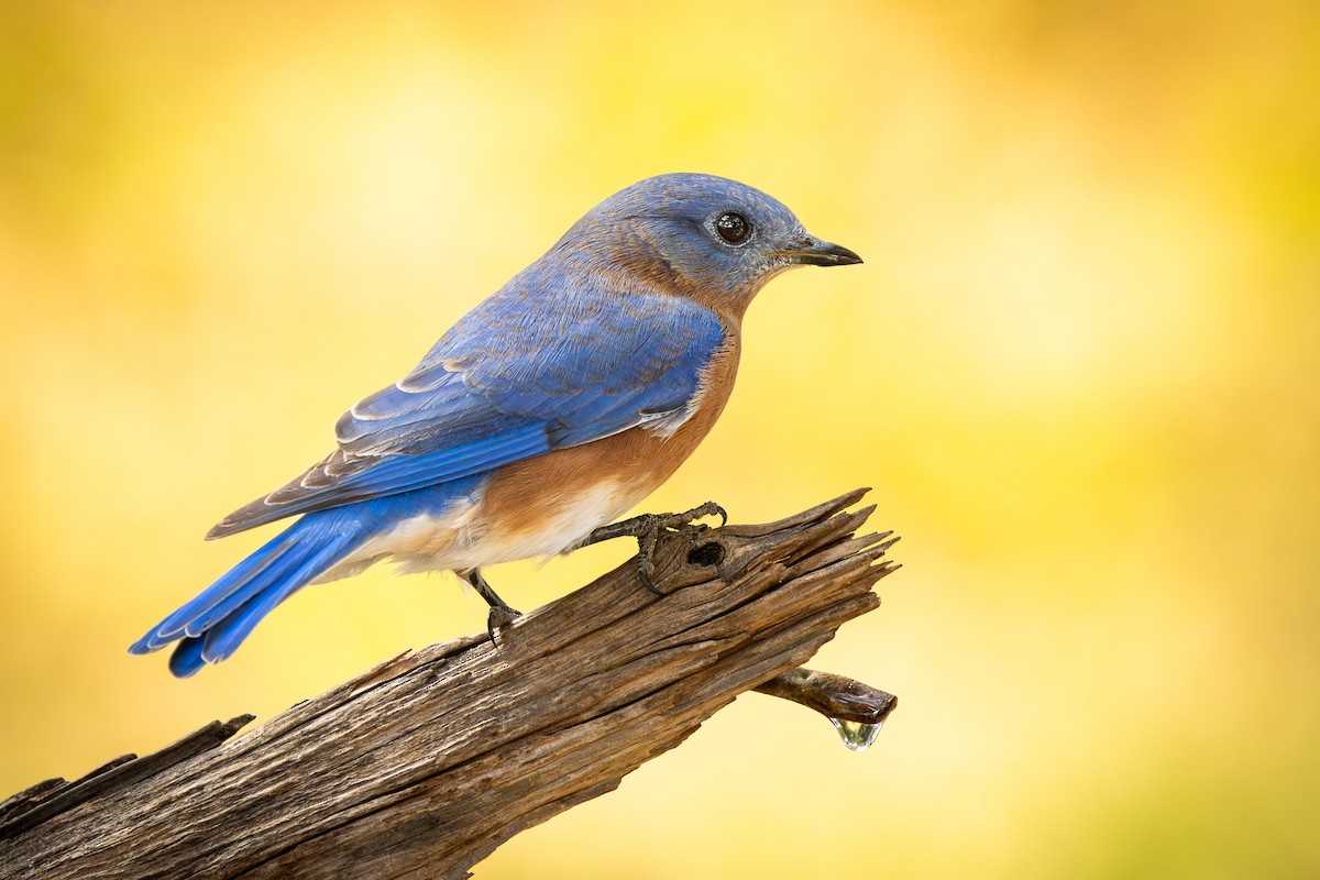 Eastern Bluebird - ML643329320