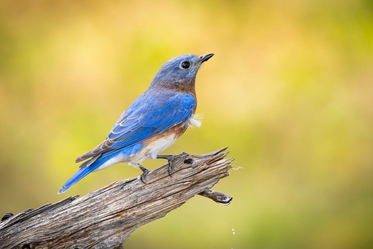 Eastern Bluebird - ML643329321