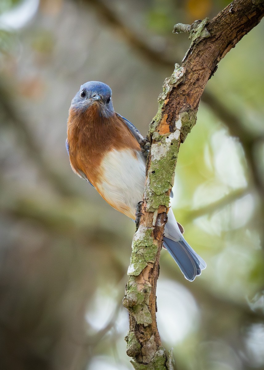 Eastern Bluebird - ML643329322