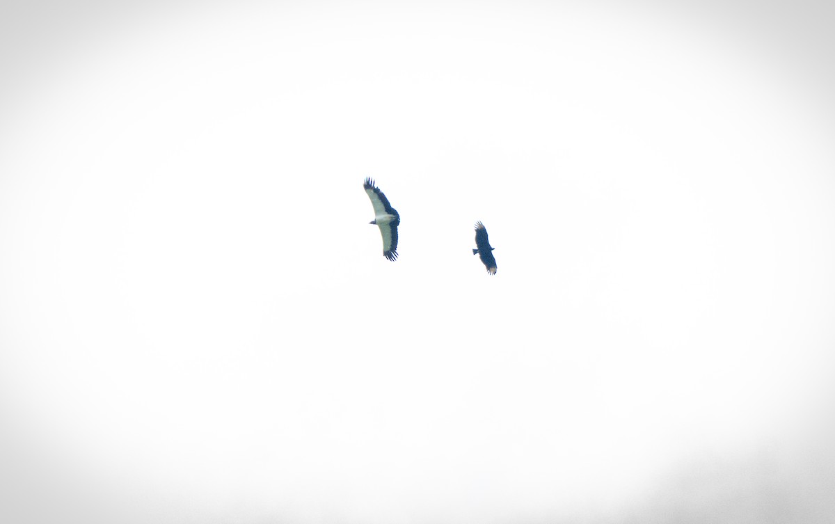 King Vulture - ML643329332