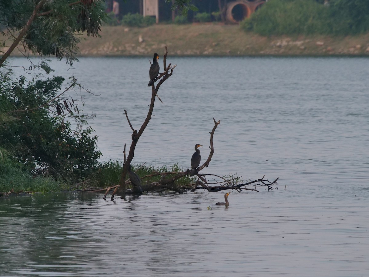 Great Cormorant - ML643329336