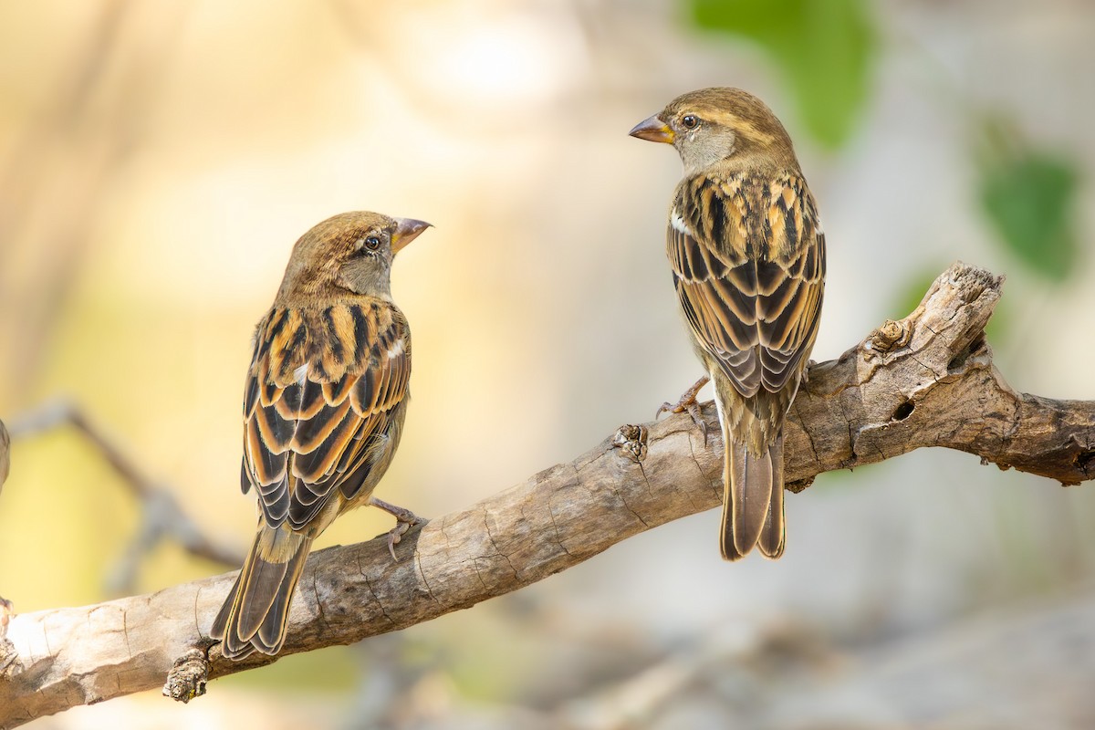 House Sparrow - ML643329346