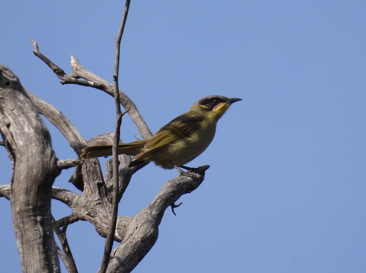 Purple-gaped Honeyeater - ML643329354