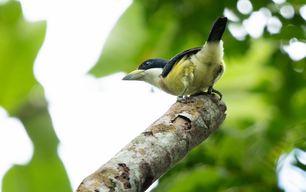 White-mantled Barbet - ML643329356