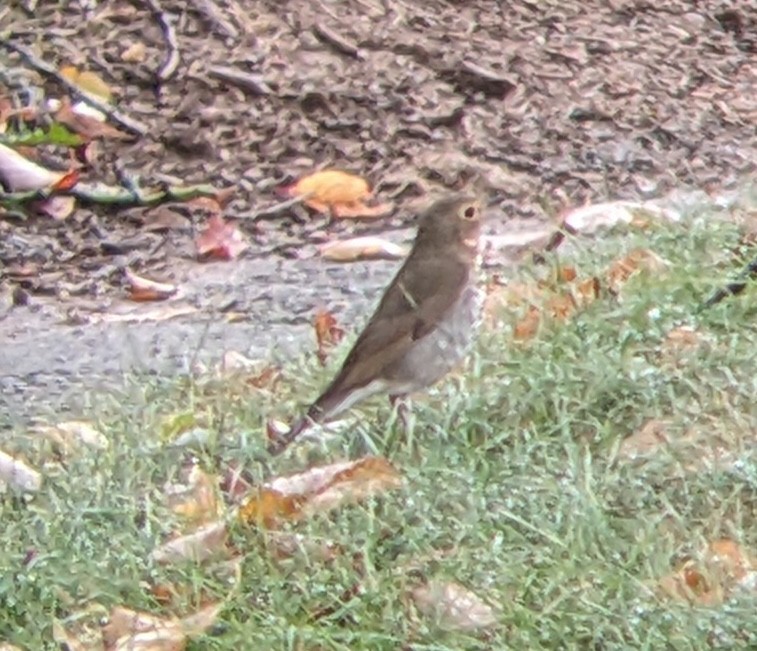 Swainson's Thrush - ML643329359