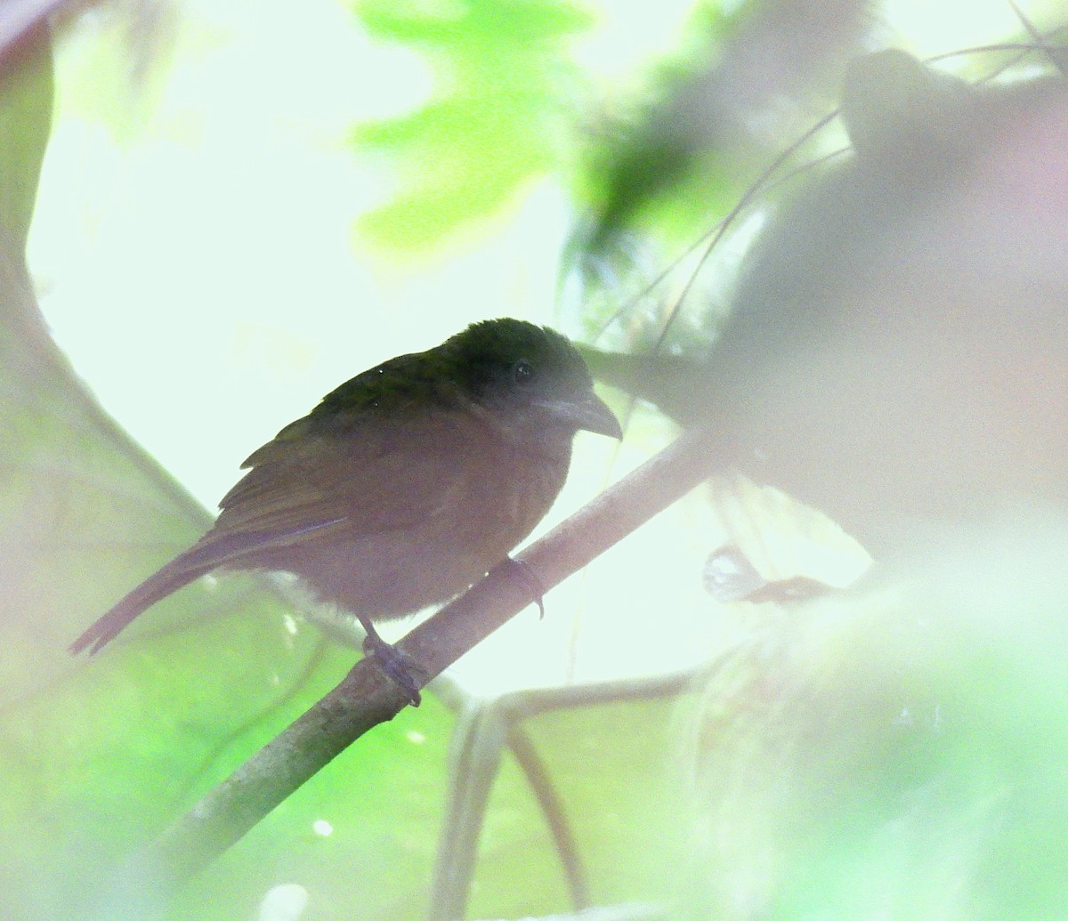Ochre-breasted Tanager - ML643329360