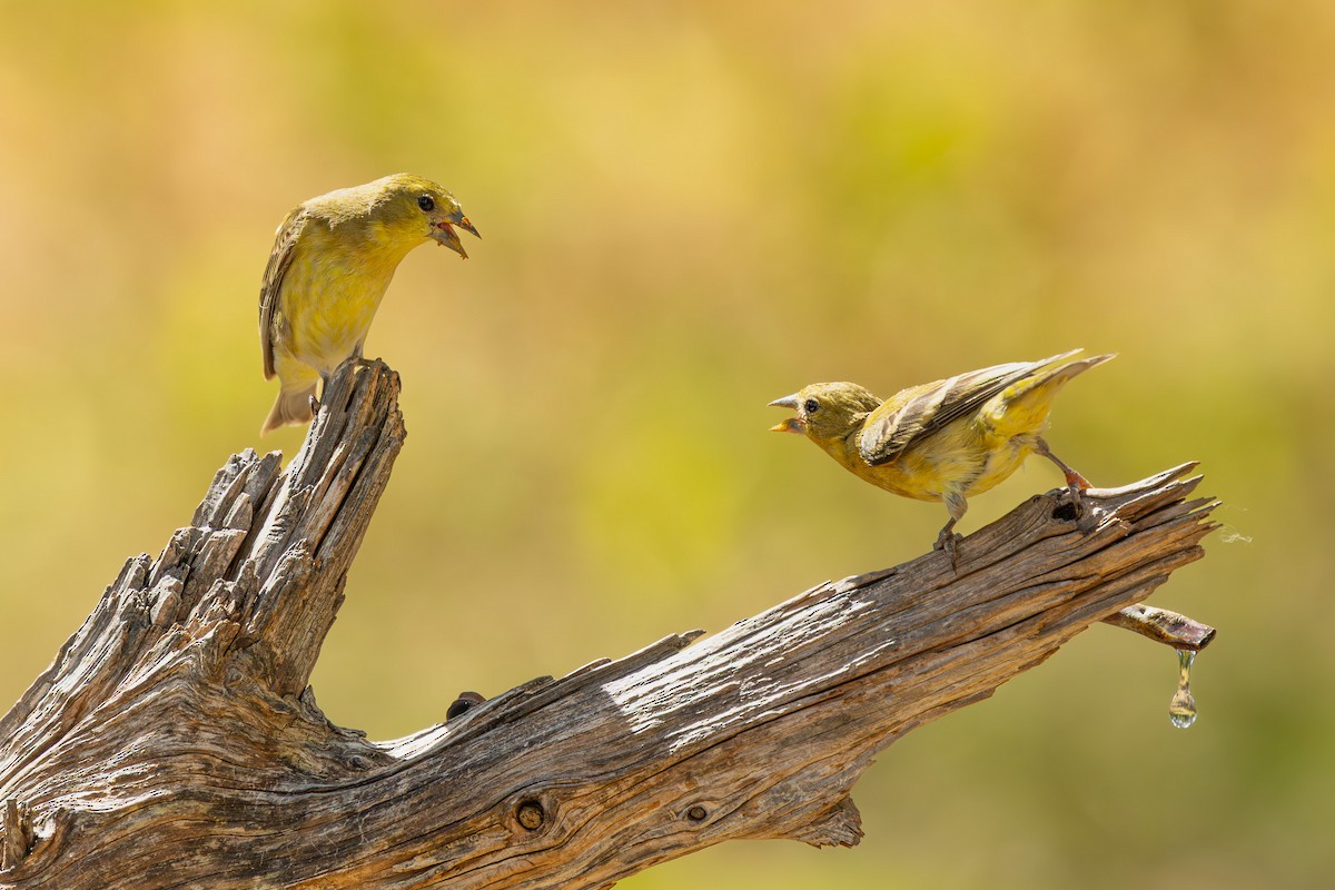 Lesser Goldfinch - ML643329363