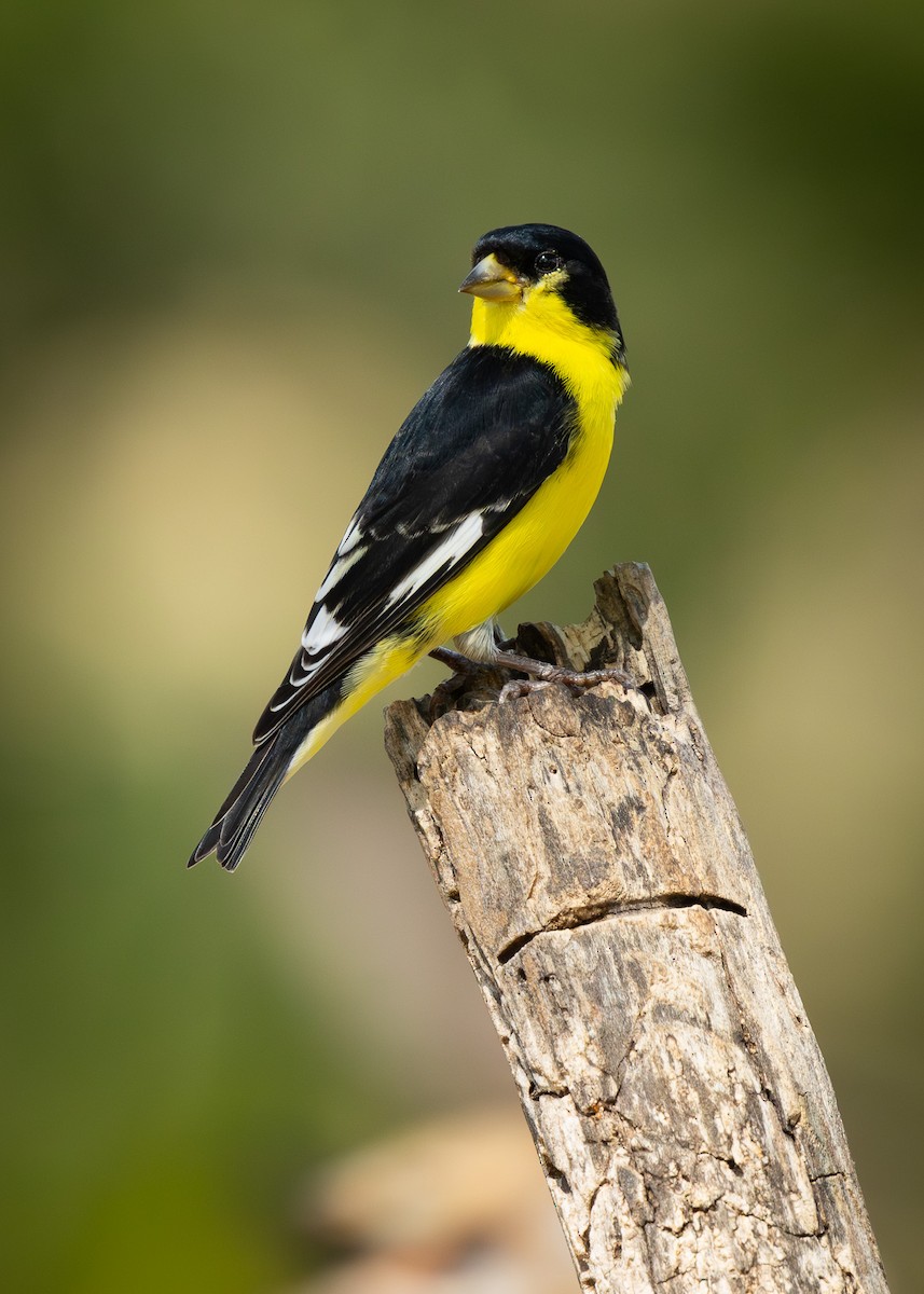 Lesser Goldfinch - ML643329364