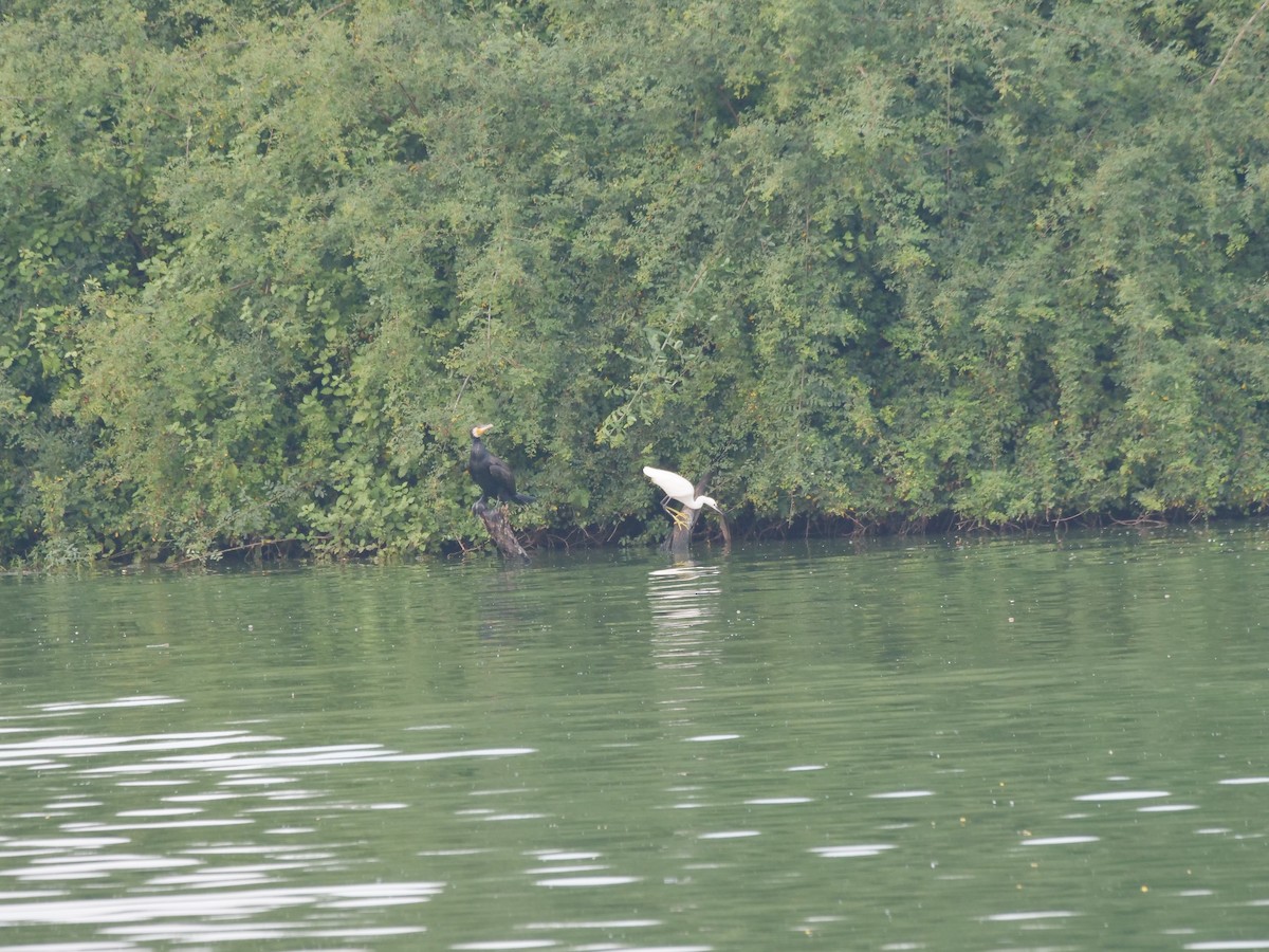 Little Egret - ML643329367