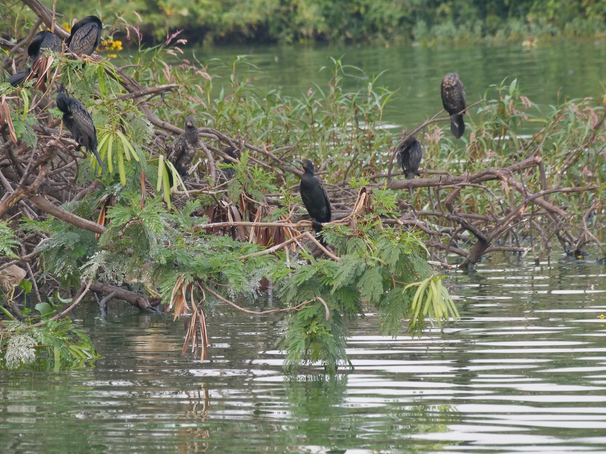 Indian Cormorant - ML643329373