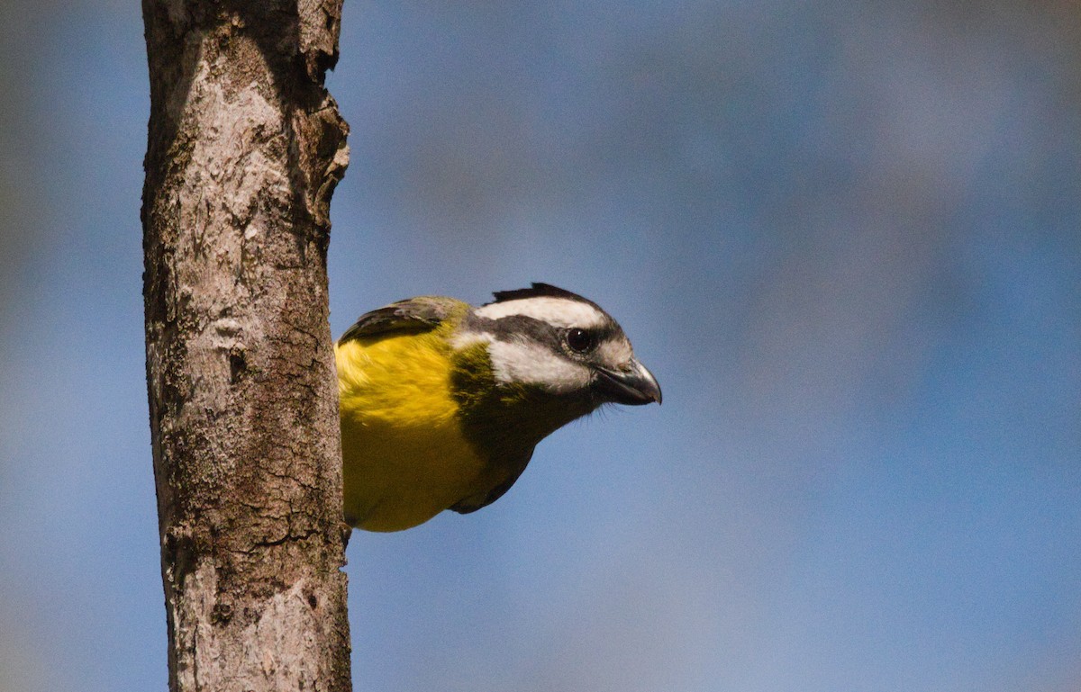 Eastern Shrike-tit - ML643329383