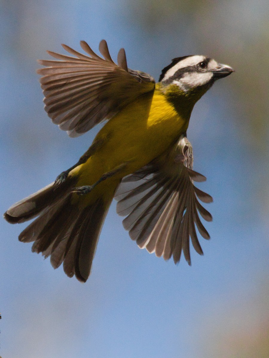 Eastern Shrike-tit - ML643329385