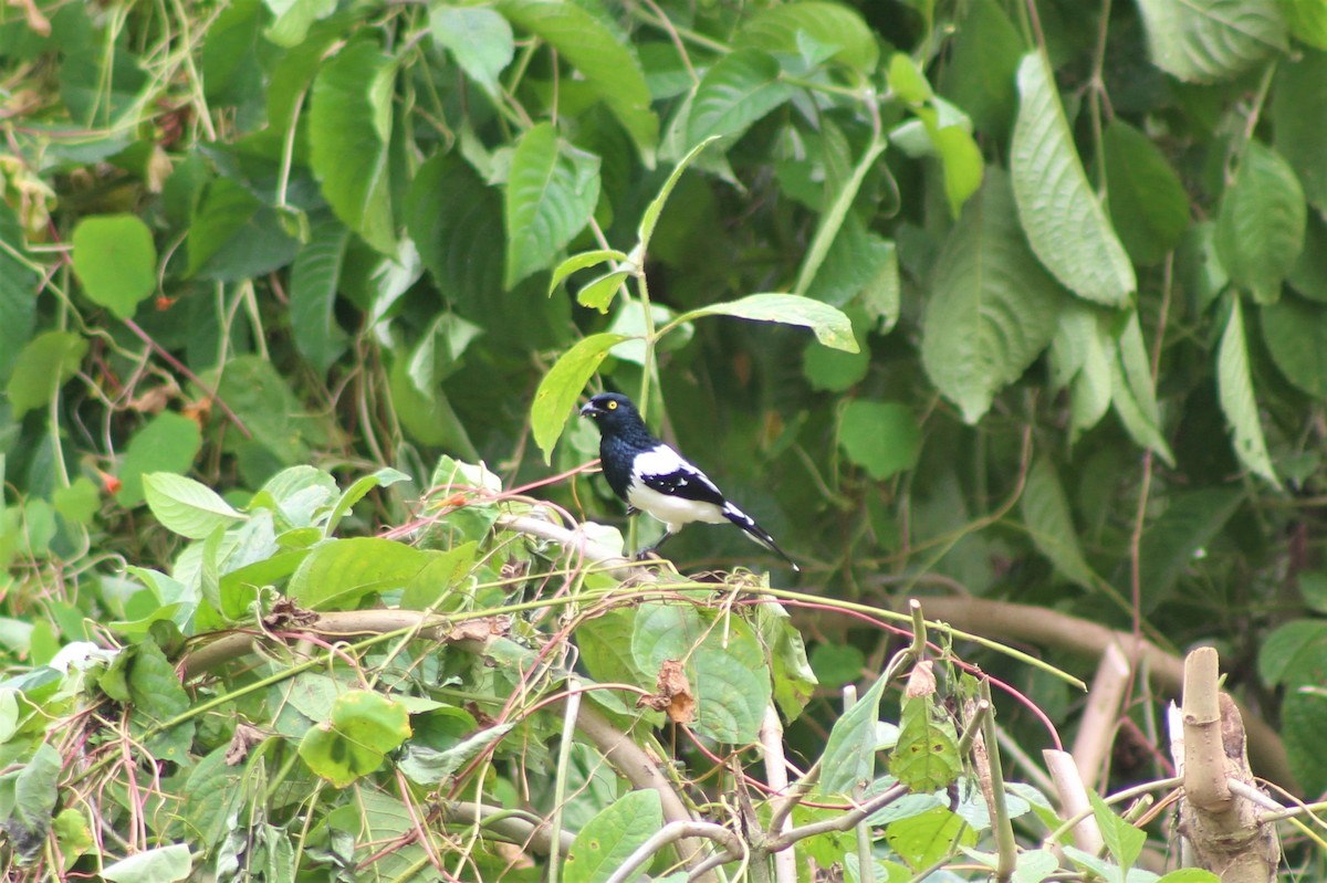 Magpie Tanager - ML643329391