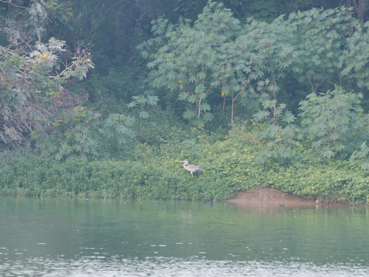 Gray Heron - ML643329397