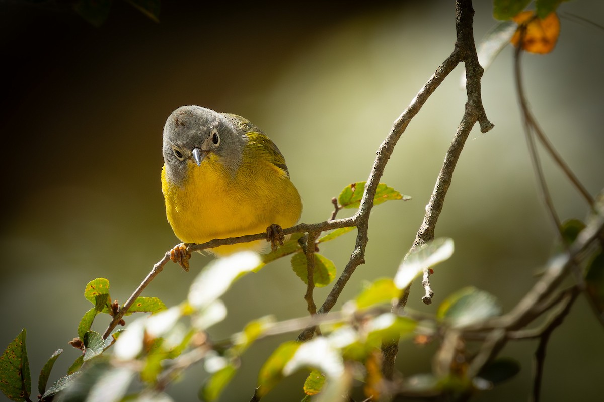 Nashville Warbler - ML643329399