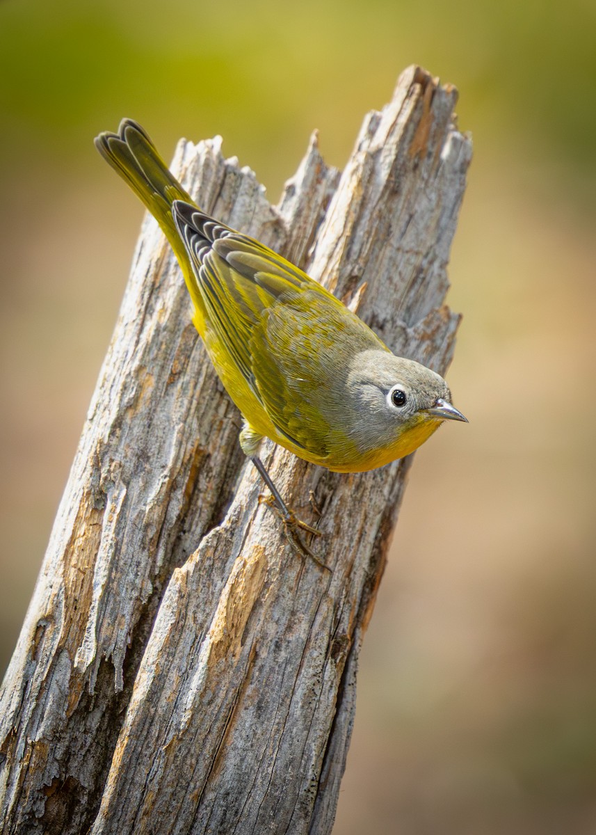 Nashville Warbler - ML643329400