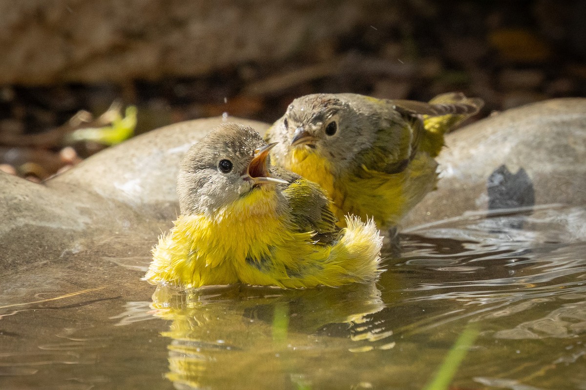 Nashville Warbler - ML643329402