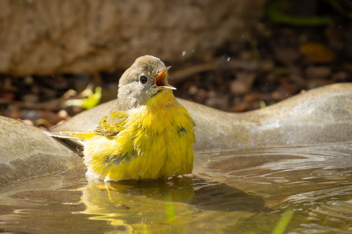 Nashville Warbler - ML643329404