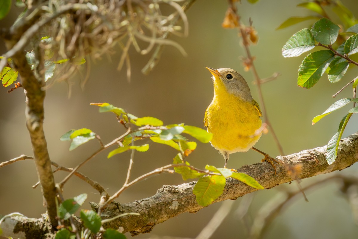 Nashville Warbler - ML643329405