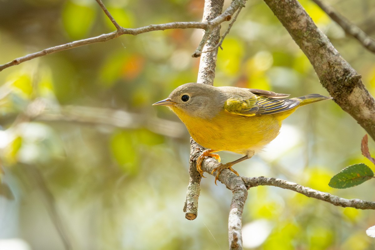 Nashville Warbler - ML643329406