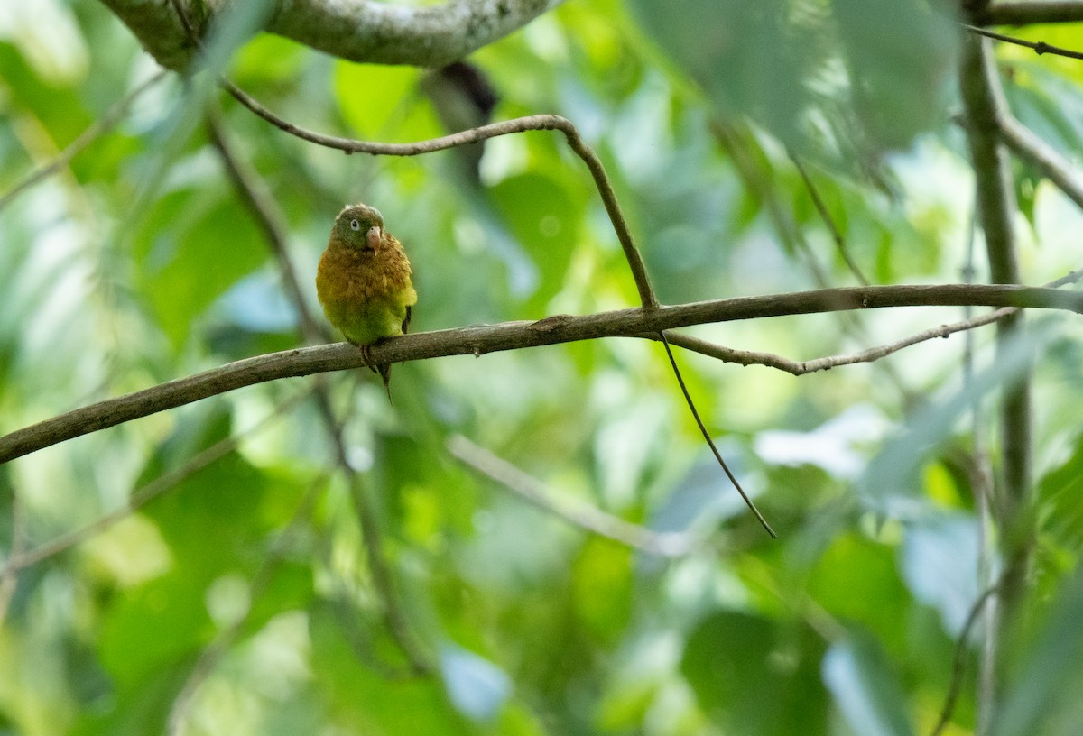 Brown-throated Parakeet - ML643329407