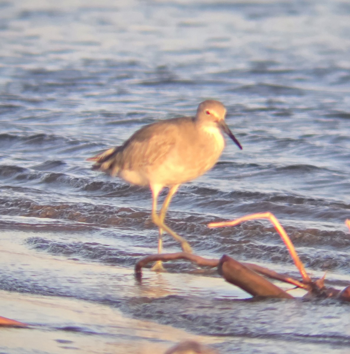 Willet - ML643329414
