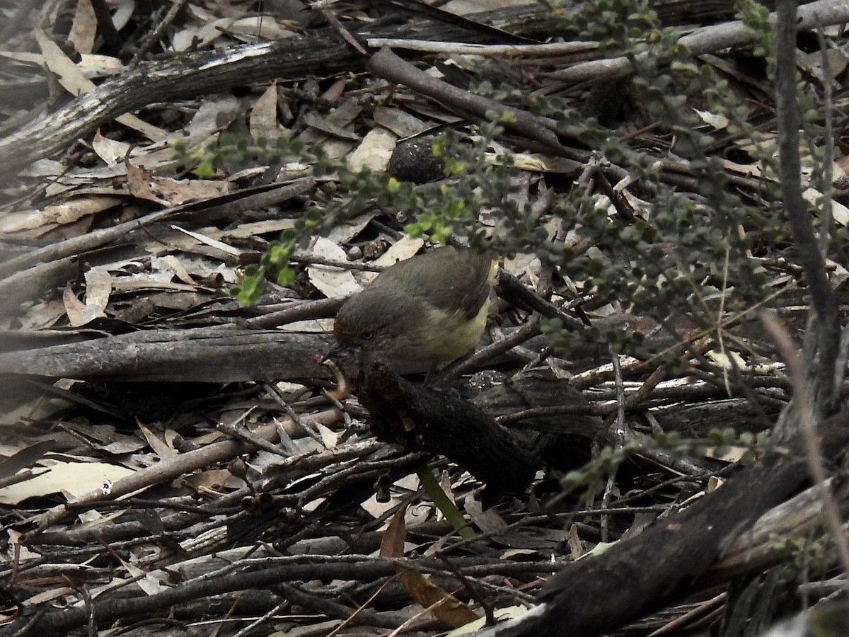Buff-rumped Thornbill - ML643329422