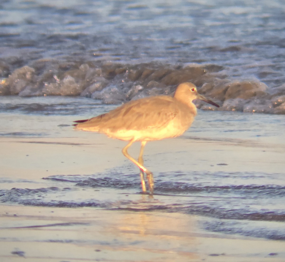 Willet - ML643329428