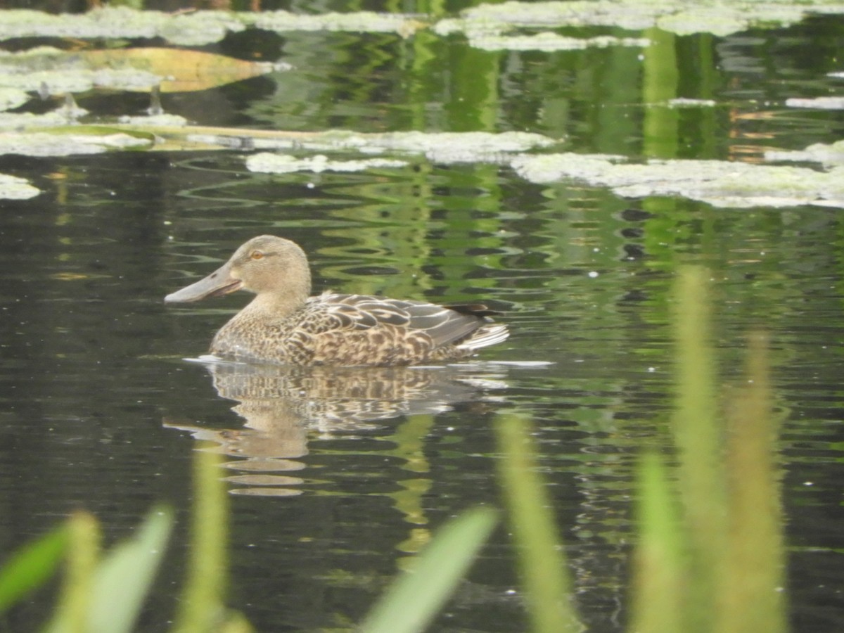 Australasian Shoveler - ML643329429