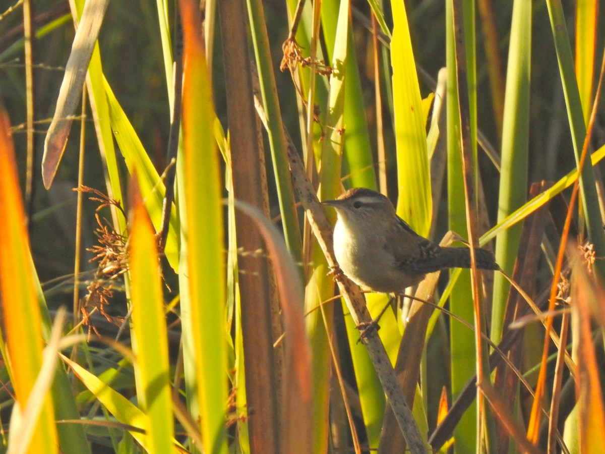 Marsh Wren - ML643329433