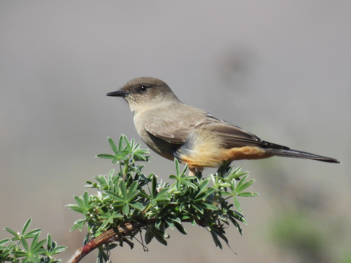 Say's Phoebe - ML643329434