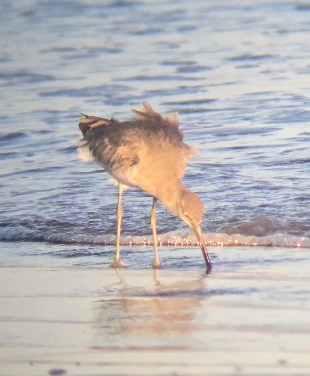 Willet - ML643329435