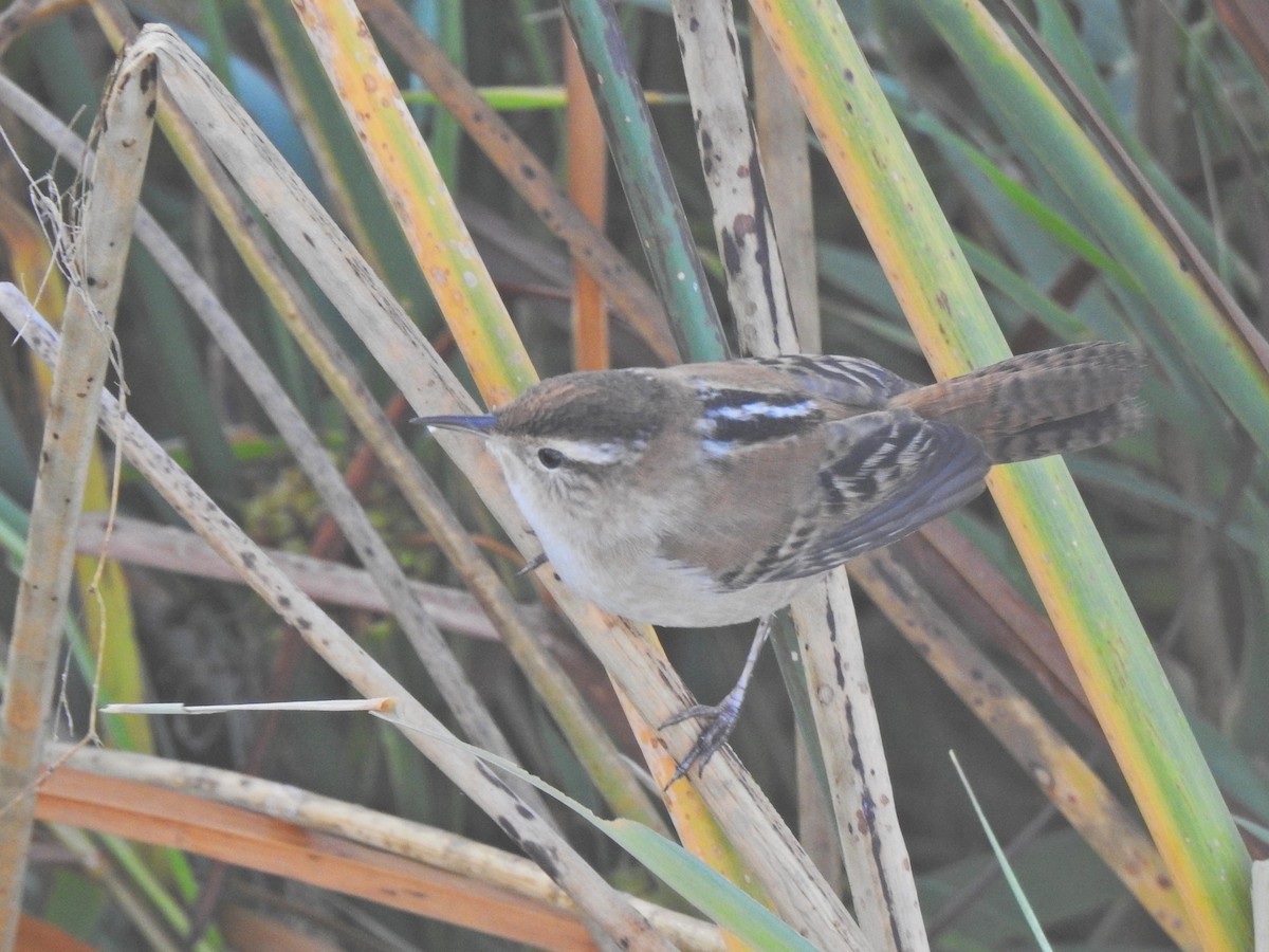 Marsh Wren - ML643329436