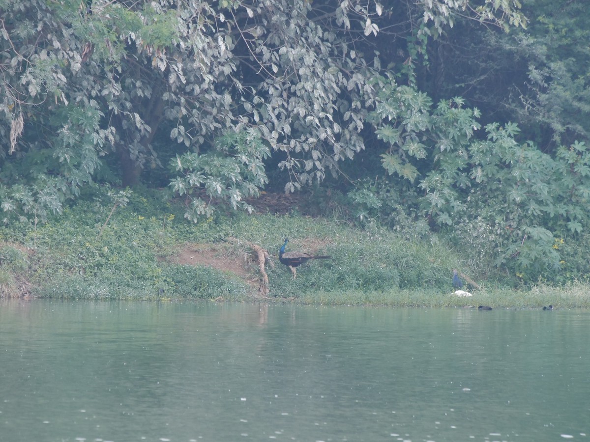 Indian Peafowl - ML643329438