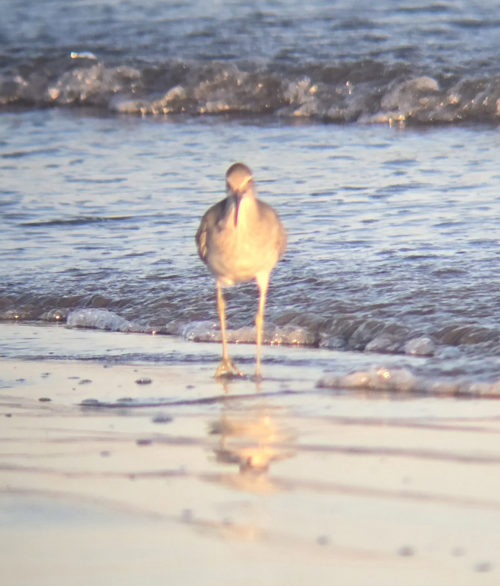 Willet - ML643329444