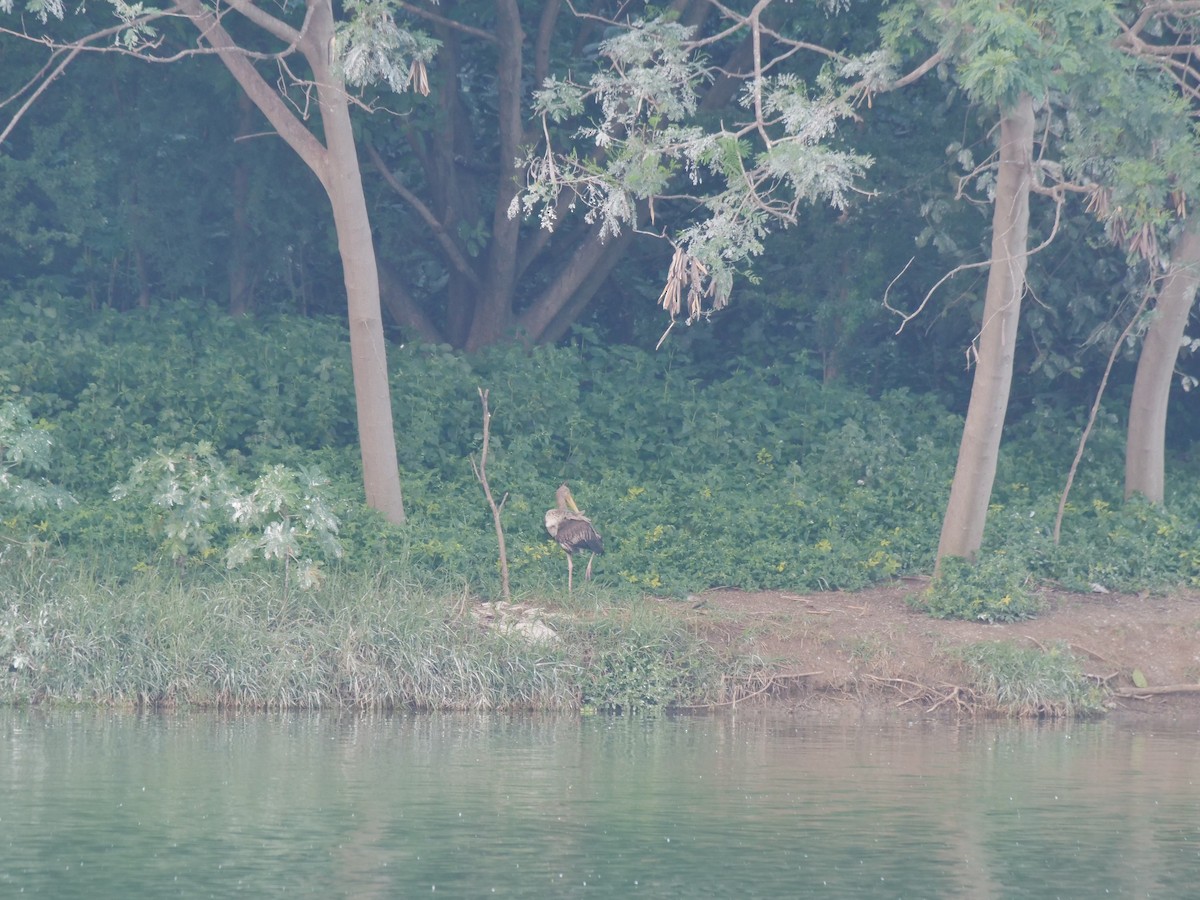 Painted Stork - ML643329453