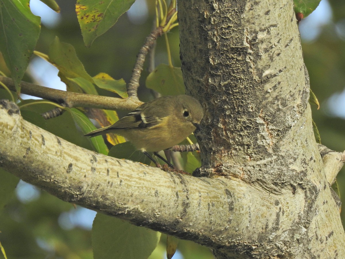 Ruby-crowned Kinglet - ML643329455