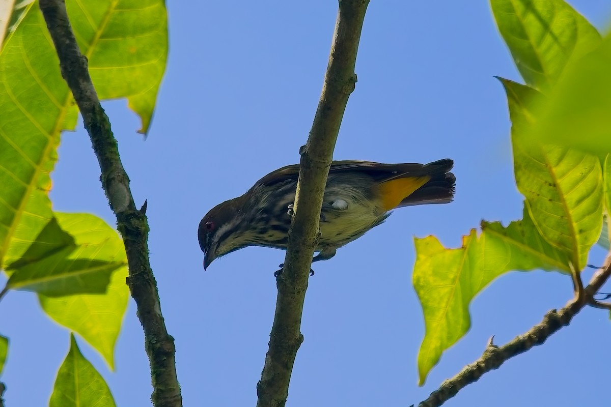 květozob prostý - ML643329462