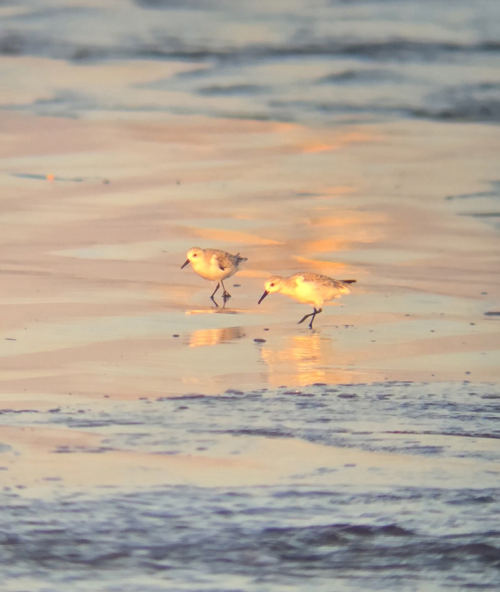 Sanderling - ML643329463