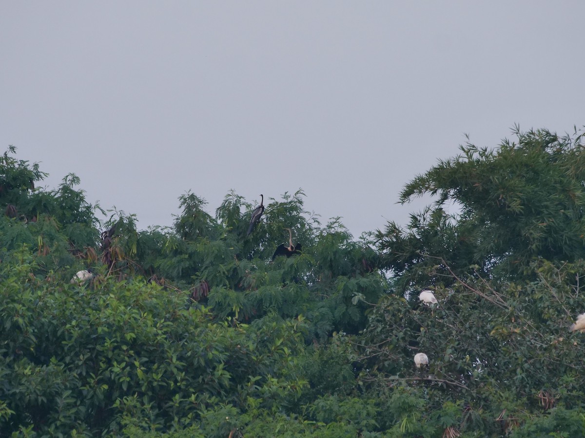 Oriental Darter - ML643329467